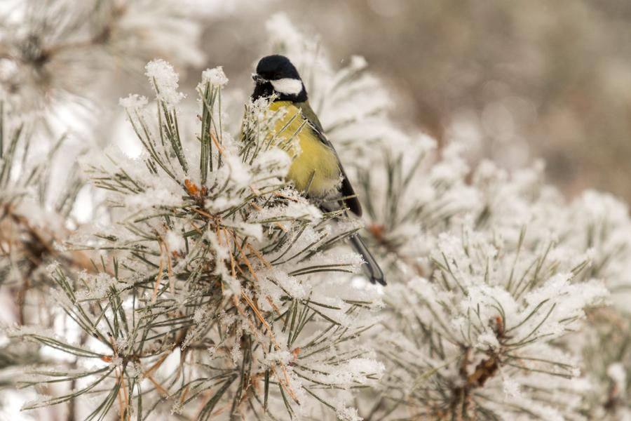 Perhaps only birds can add a splash of color to the natural palette