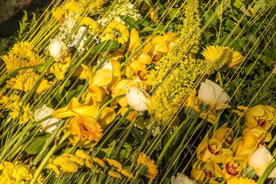 Live flowers stretch upward, reaching toward the source of this light
