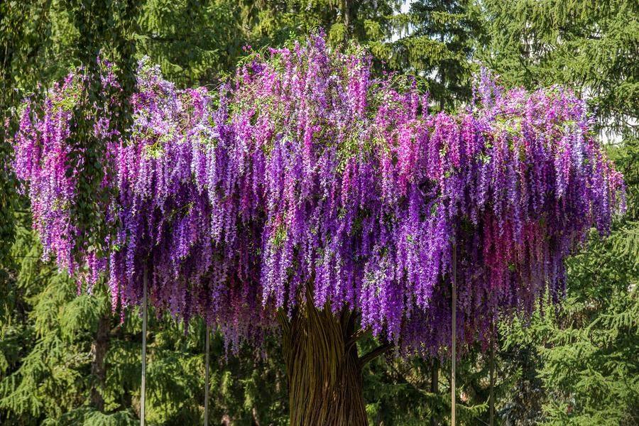 Locals compare it to the giant tree from a famous film