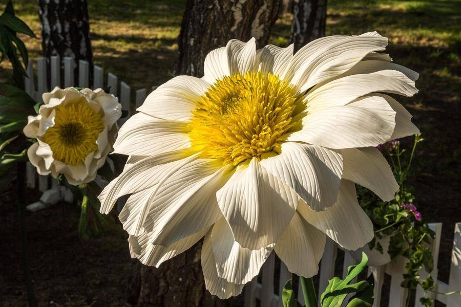 Many of the artificial flowers are indistinguishable from real ones