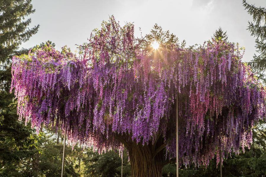 The changing position of the sun in the sky adds a touch of mystique to the tree