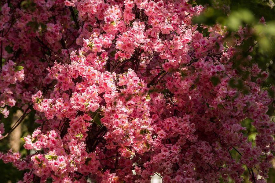 Let’s remember this unreal color and head to Voskresensky Public Garden