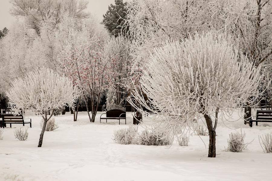 An hour later, the ice hole is empty, but the frost‑covered trees still look like a fairy tale