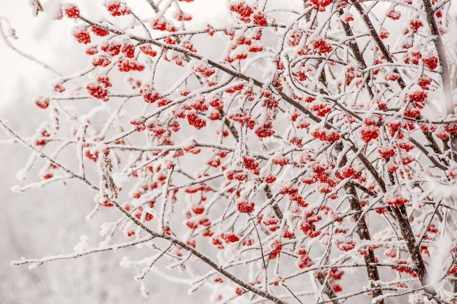 So, what’s stronger: the awe inspired by the frosty beauty of nature…