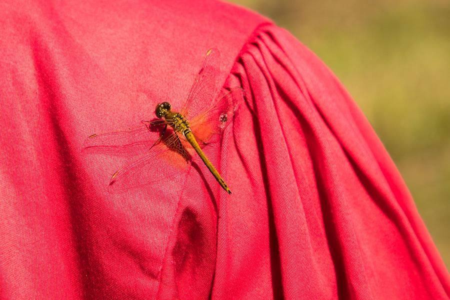 Even the meadow’s inhabitants seem happy to see guests in bright costumes