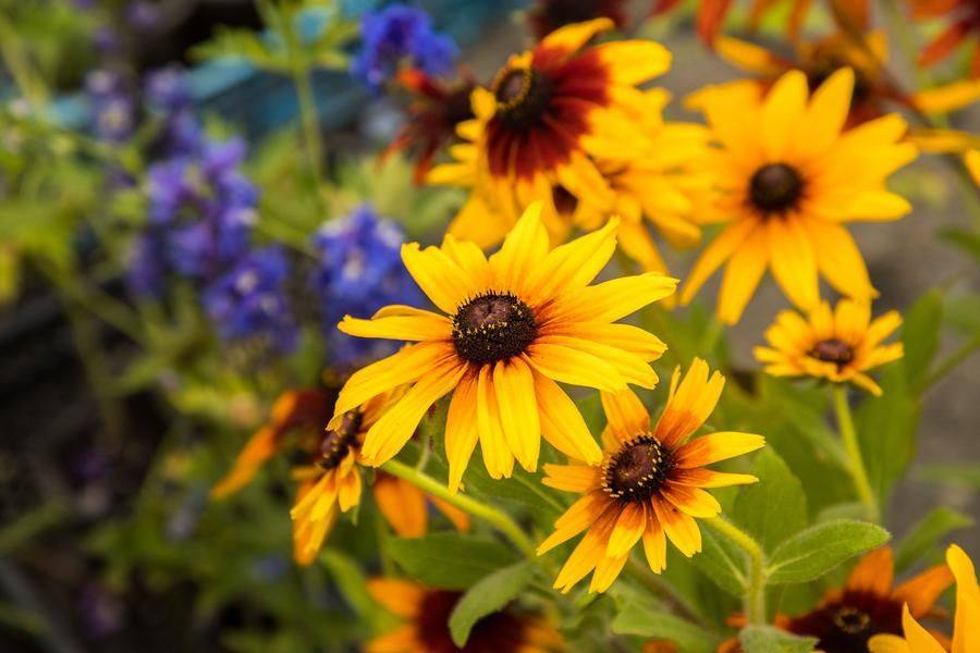Flowers bought here can easily brighten up a courtyard or a summer cottage