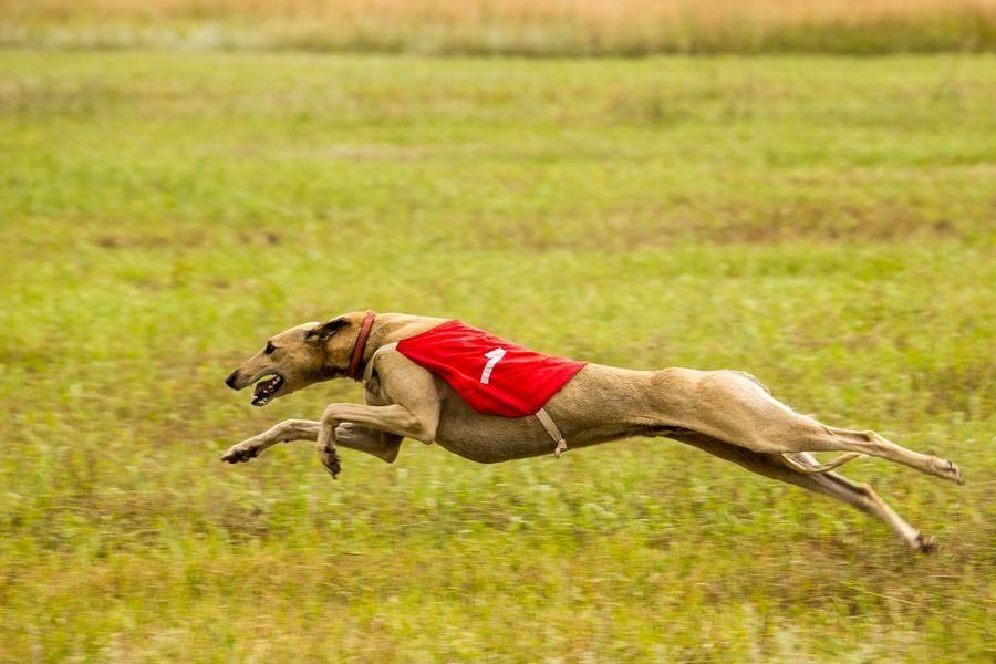 Everything happens fast, and the dog’s starting number becomes its place on the podium
