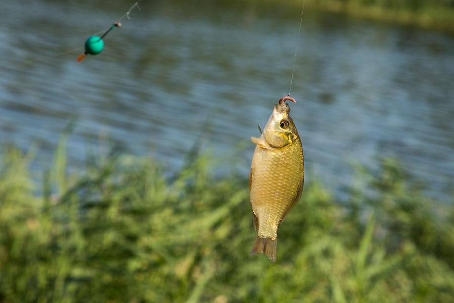 Organizers recommend releasing the caught fish after weighing
