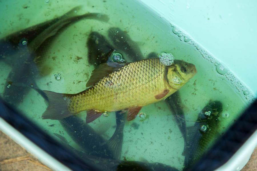 Looks like the crucian carps will soon be back in their home waters