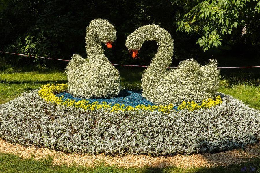 Not far away, the same motif repeats: hundreds of books have been written about the fidelity of swans