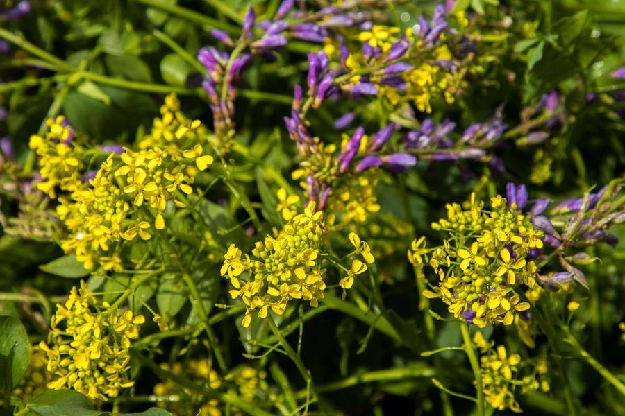 In the sunlight, the carefully chosen wildflowers look especially picturesque