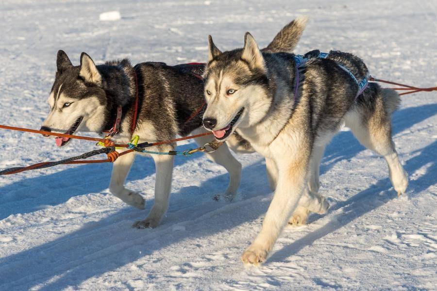 For example, huskies simply love speed…