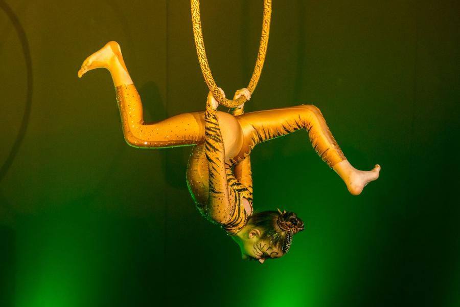 The young, playful “predator” isn’t afraid of heights at all…